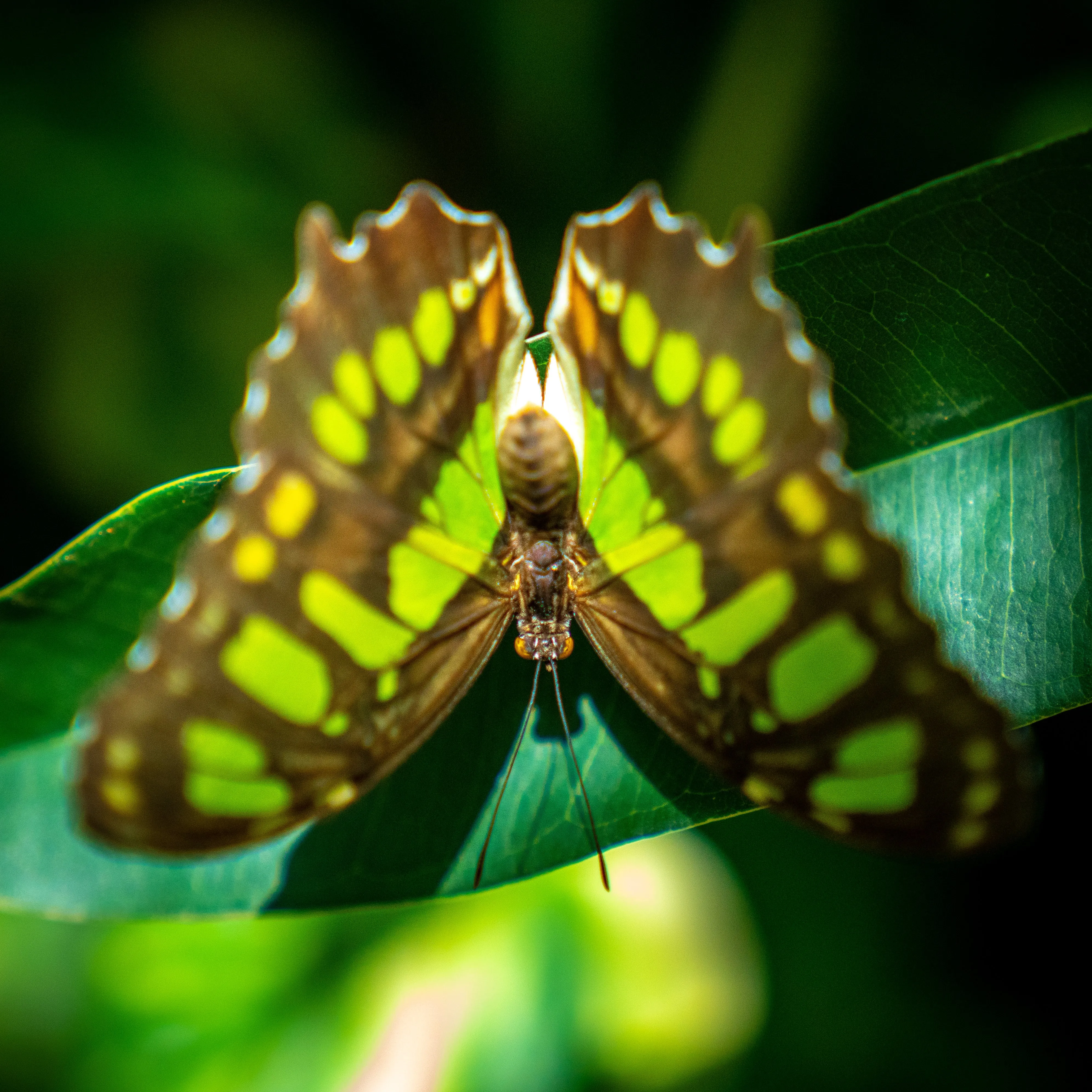 Scott Turnmeyer's Butterfly Wooden Jigsaw Puzzle 49 Pieces